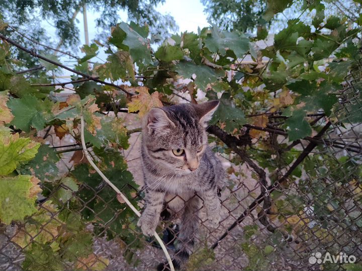 Котик в добрые руки