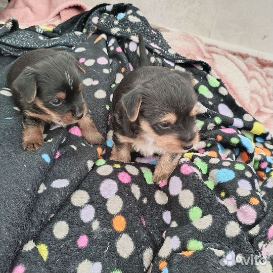 Той-терьер щенки