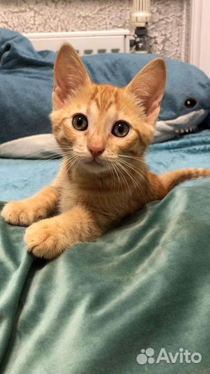 Рыжее счастье