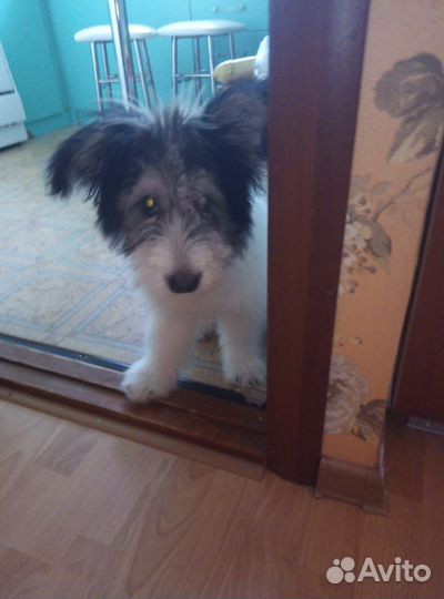 Щенок мальчик