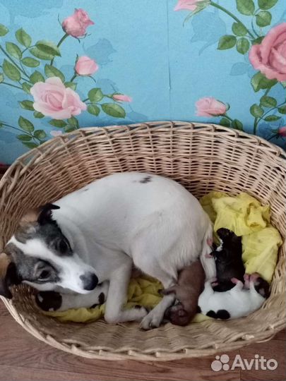 Щенок в дар. Девочка- крупняшка. 5 месяцев