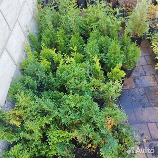 Можжевельник,туи, кипарисовик