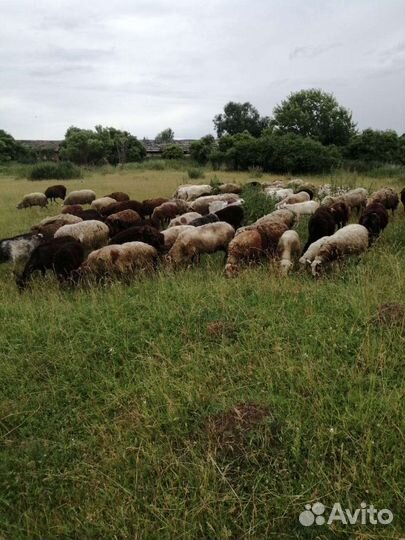 Овцы бараны