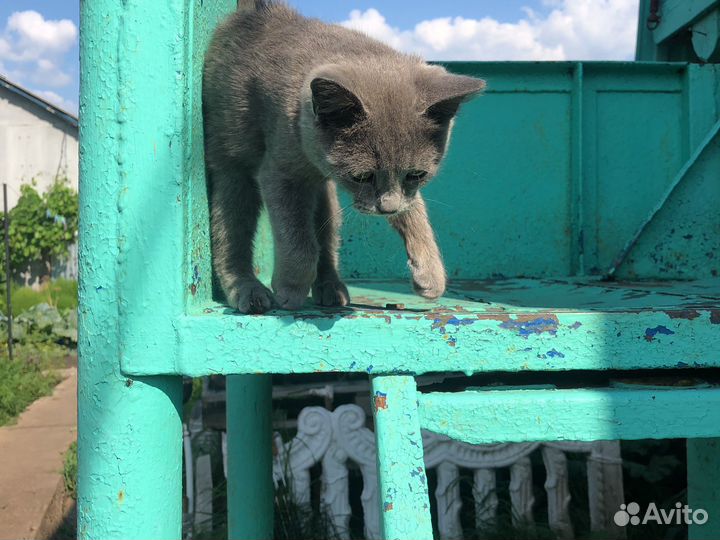 Котёнок руской голубой