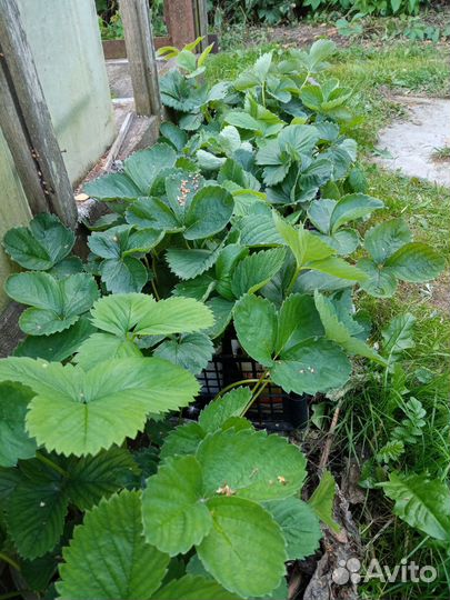 Рассада клубники