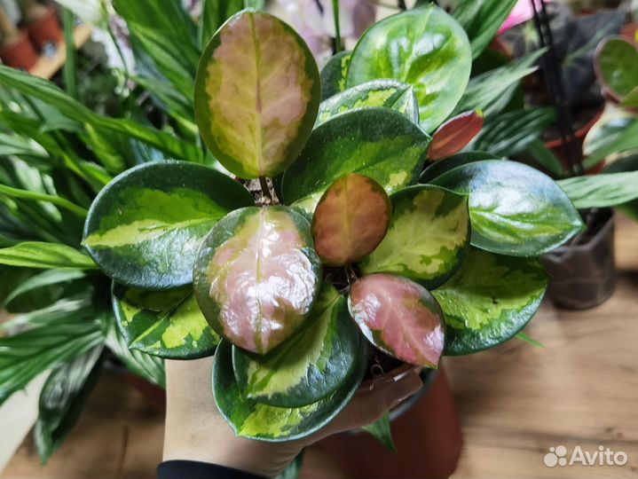 Хойя Аустралис Лиза, Хойя Блонди, Альбомаргината