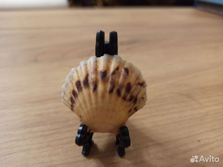 Морская раковина