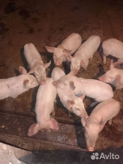 Поросята