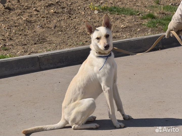 Бывшедомашнему Ричи нужен дом