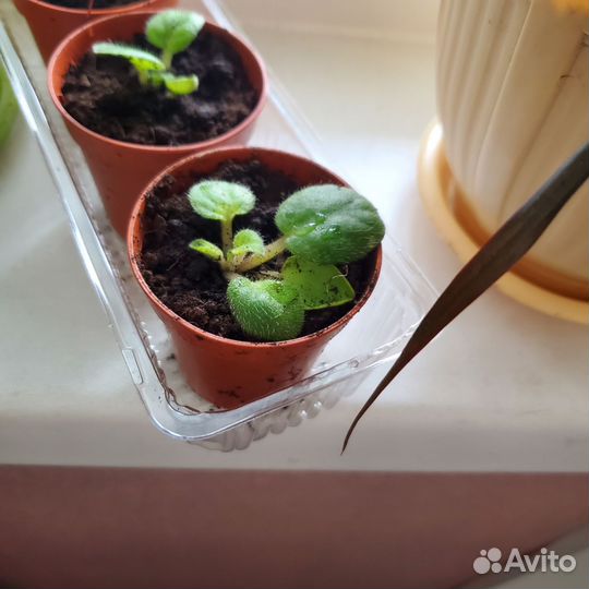 Детки сортовых фиалок,Бой быков