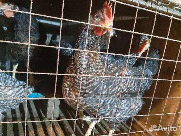 Куры несушки