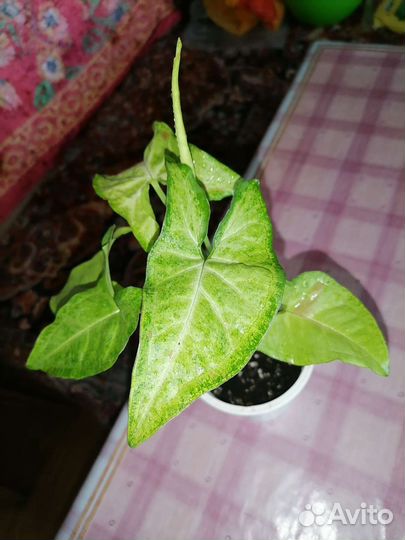 Сингониум Конфетти