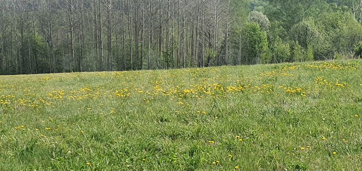 Участок 16 сот. (ИЖС)