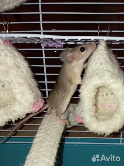 Акомис (египетская иглистая мышь). Молодь