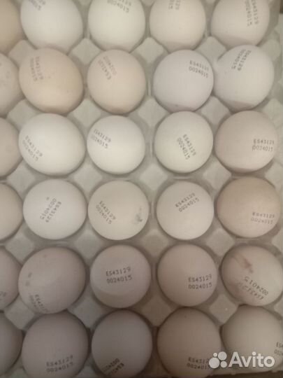 Бройлер подрощенный