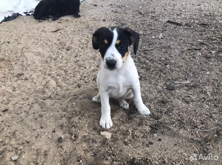 Щенки в добрые руки