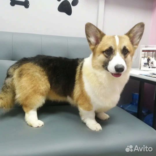 Грумер для ваших домашних любимцев