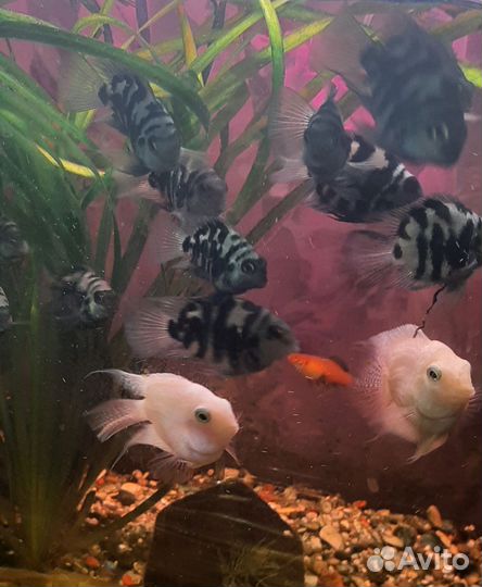 Рыбка сапфировый попугай