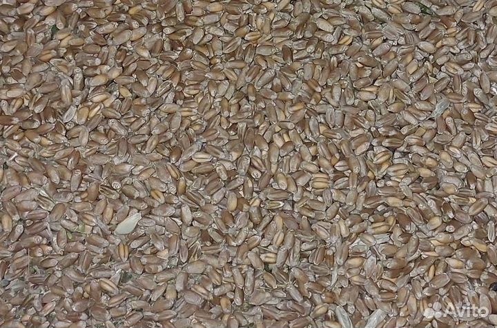 Зерно пшеница