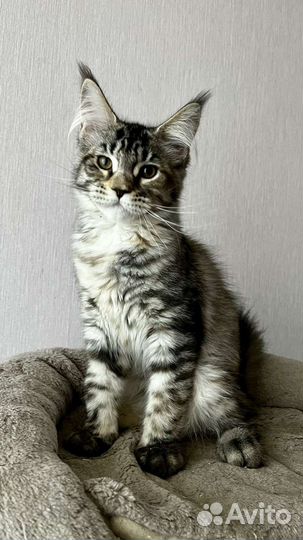 Котята мейн-кун