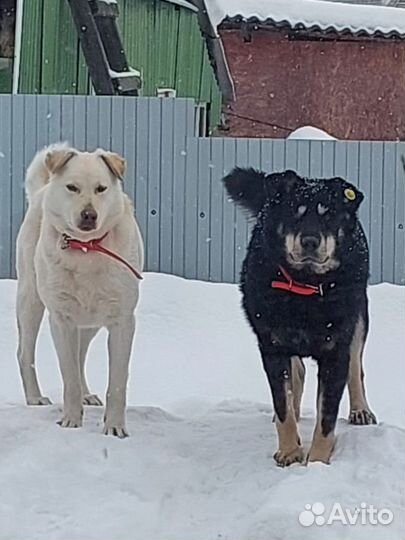 Две идеальные собаки