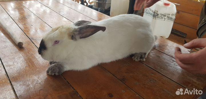 Кролики калифорнийцы