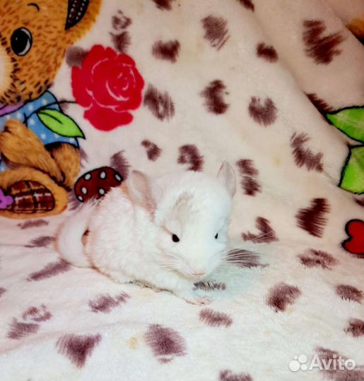 Шиншилла малыши 1,5 месяца