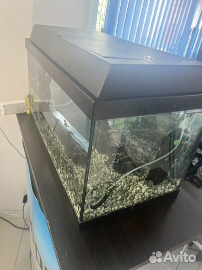 Аквариум с рыбками