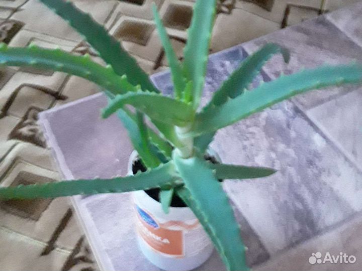 Алоэ древовидное лечебное(столетник)