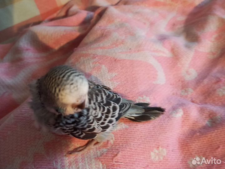 Малышка ввп чех