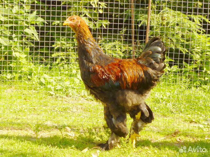 Петух Брама куропатчатая