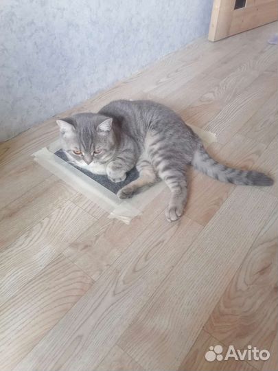 Британская кошка в дар