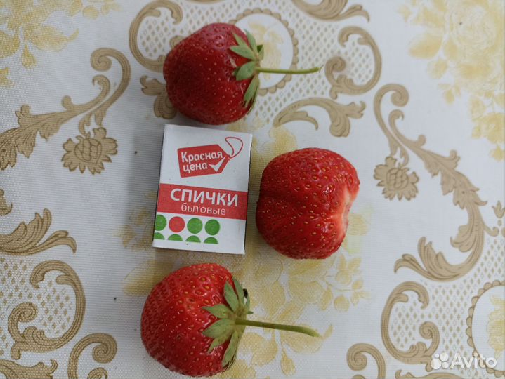 Рассада клубники