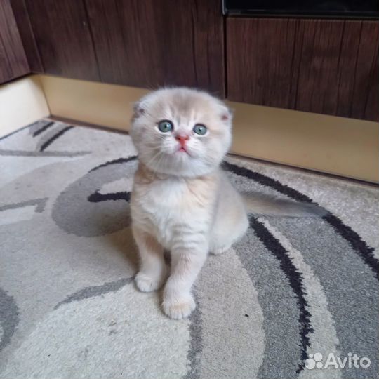 Шотландские вислоухие котята золотая шиншилла