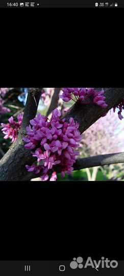 Церсис (Иудино дерево, Багрянник), Катальпа