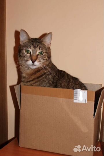 Кот Матроскин бесплатно (в добрые руки)