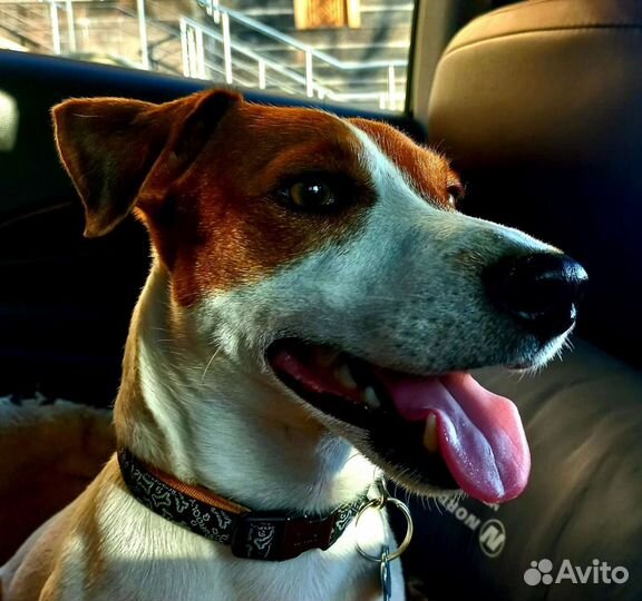 Вязка джек Рассел терьер