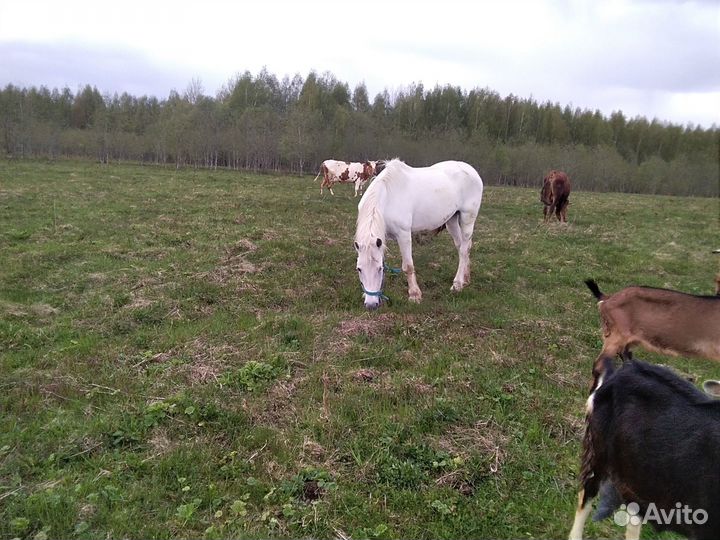 Продам лошадей