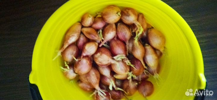 Лук семейный на посадку озимый 2 сорта