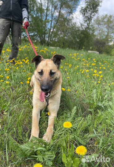 Ласковая Лира в поиске дома