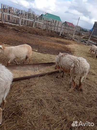 Катумские баранчик и ярочки