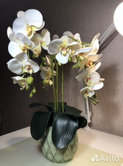 Орхидея фаленопсис