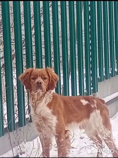 Кобель Эпаньоль Бретон полностью готовый к охоте