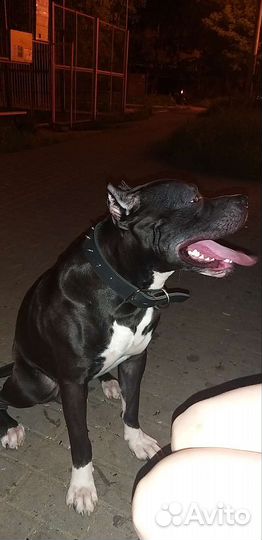 Питбуль, вязка