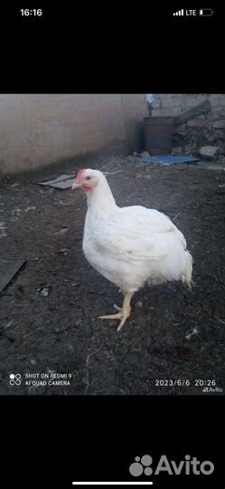 Мясо бройлеров, петухов