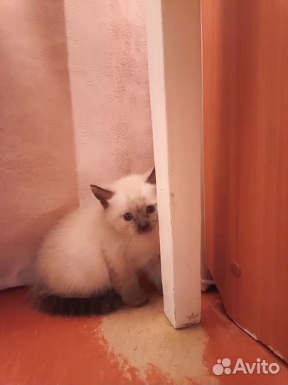 Котята от тайской кошки