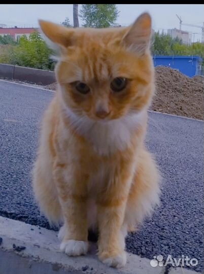 Кот рыжий в добрые руки