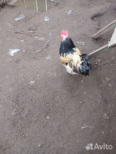 Продам молодых Петушков