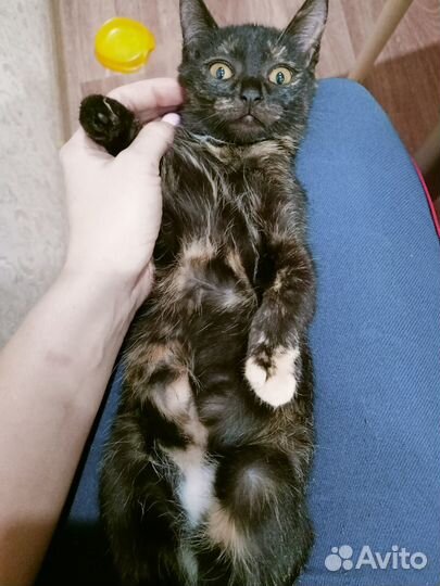 Тренажерный котенок