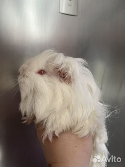 Морские свинки шелти